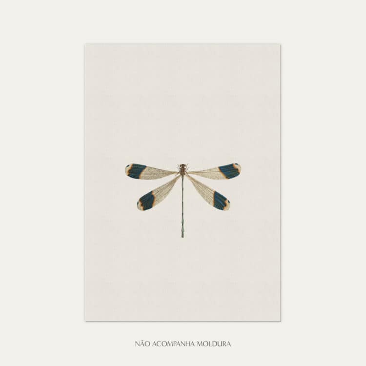 Gravura com ilustração de insetos, composta por libélula, tamanho A3, A4 ou A5